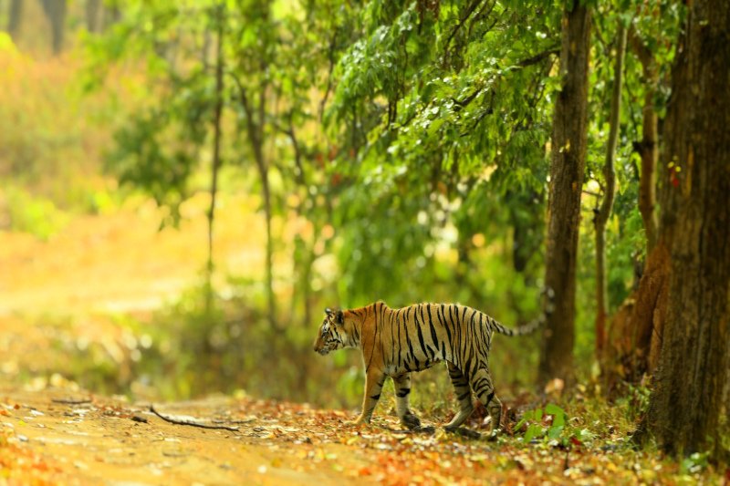 Core vs Buffer Zones: Which Kanha Safari Zone is Best for You?